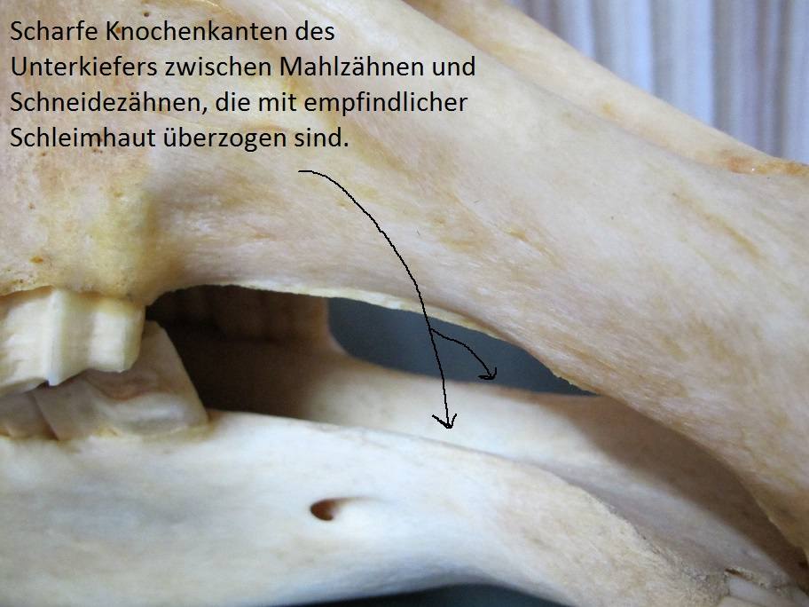 Scharfe Knochenkanten des Unterkiefers zwischen Mahlzähnen und Schneidezähnen, die mit empfindlicher Schleimhaut überzogen sind. © Hiltrud Strasser