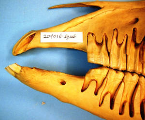 Figure 3. Bit-induced erosion of the first cheek tooth in the lower jaw. Small bone spurs are also present on the bars of the mouth (Courtesy of American Museum of Natural History) © Robert Cook