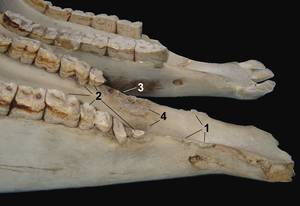 Der Unterkiefer zeigt einen Teil des physischen Traumas auf den Unterkiefer und die Zähne durch das Zaumgebiß. 1 = Knochenveränderungen an den Unterkieferschenkeln; 2 = Abnutzungen an den ersten drei Backenzähnen durch den permanenten Gebißdruck und den Versuchen des Pferdes, durch Beißen auf das Metall dem Schmerz auszuweichen; 3 = Verlust der ersten Backenzähne; 4 =Periostitis der leeren Alveolen. Vergleiche mit dem normalen Unterkiefer darüber. © Foto: Robert Cook