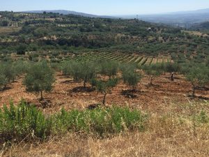 Blick über eine kalabrische Weinlandschaft. © Sofia Biancolin / DESA