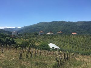 Blick über eine kalabrische Weinlandschaft. © Sofia Biancolin / DESA