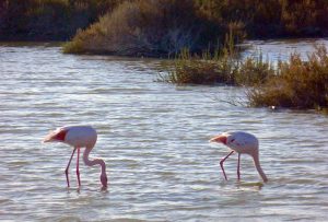 Fast immer sieht man die Flamingos mit dem Kopf im Wasser. © 2016 Foto: Elke Backert
