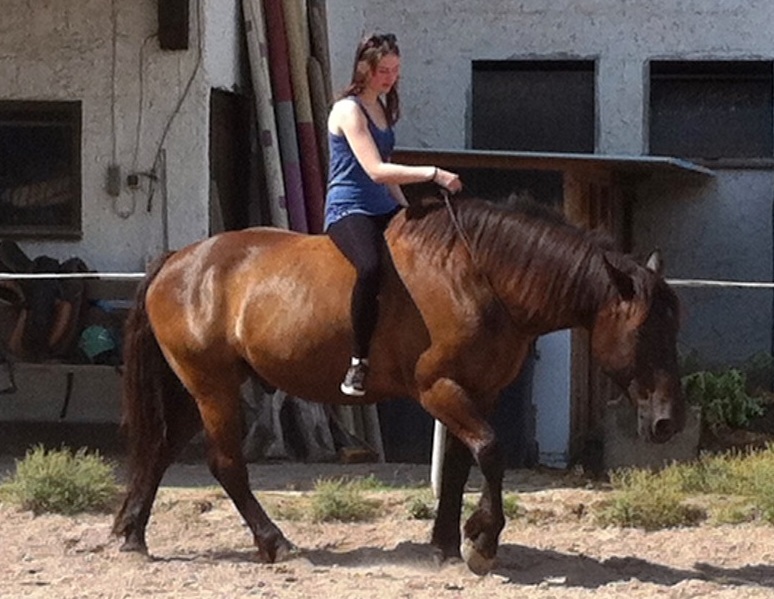 Pferd in natürlicher Bewegung - es geht auch ohne Zügel, nur mit Halsring, wenn eine Vertrauensbasis besteht ©Paschel