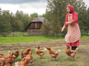 Im Ukrainian Village werden die Hühner gefüttert. © Foto: Rainer Hamberger