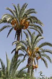 Majestätische Palmen in Marrakesch. © 2017, Foto: Dr. Bernd Kregel