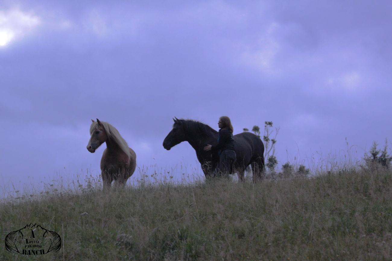 Pandora und Nils, in die Atmosphäre der Herde eintauchen. Man spürt die tiefe Verbundenheit zur Natur und zum Leben. Das ist eines der dinge, die wir von den Pferden lernen können. BU: Lisa Spitzer, 2017, ©Lisa Spitzer