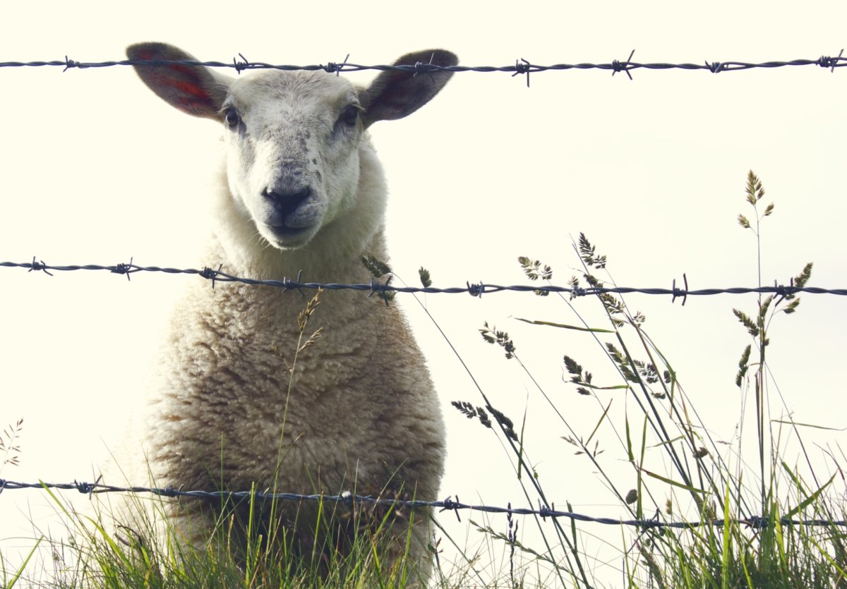 Kommentar: Schluß mit dem Schund? – Warnhinweis: Nachstehende Informationen sind nicht für Schafe geeignet. Bitte grasen Sie weiter!