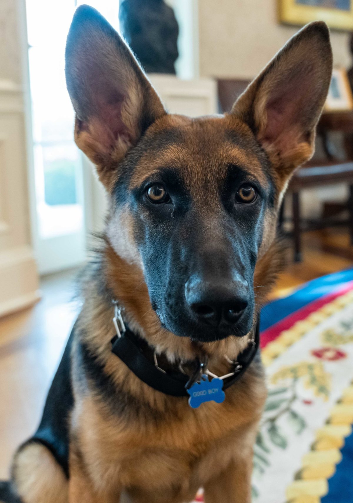 Bidens Schäferhund und die Zukunft der EU