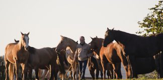 „Manager führen Pferde“ – Bernd Osterhammel im WELTEXPRESS-Exklusivinterview