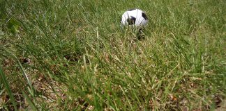 Das Achtelfinale der Europa League mit den Paarungen FC Schalke 04 gegen Borussia Mönchengladbach und KAA Gent gegen KRC Genk