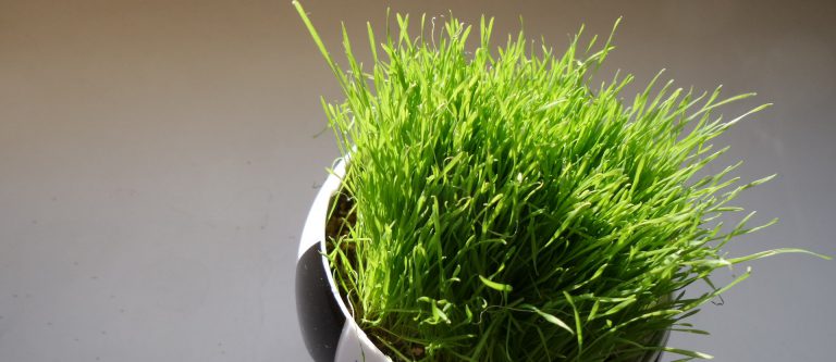 Nach dem WM-Aus der Mannschaft des DFB: Macht der Fußball-Flaneur den Platz frei für einen Neuanfang?