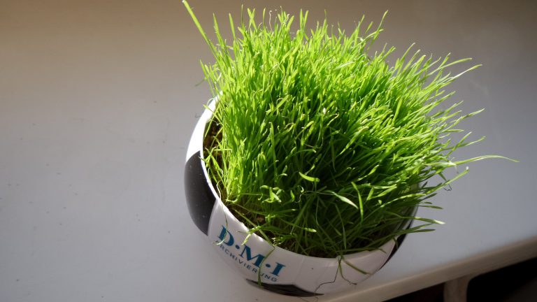 Fragwürdiges Feindbild – RB Leipzigs Aufstieg von Neid und falschen Vorwürfen begleitet