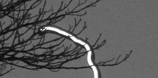 „Das Internet der Dinge“ – Die 4. Industrie-Revolution