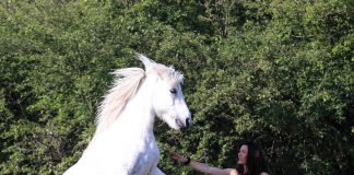 Über „die Alten Meister“ und das Buch „Wo ist die Reitkunst?“ Maksida Vogt im Weltexpress-Exklusivinterview