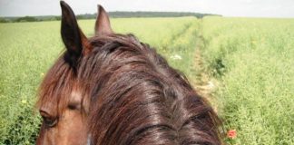 Machen Grenzen Pferde glücklich?