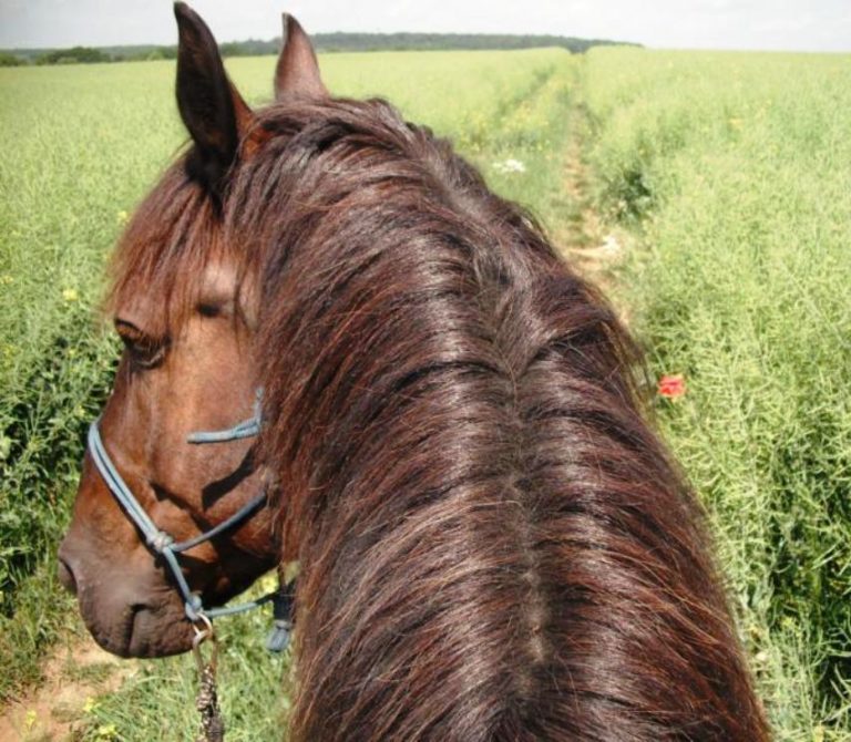 Machen Grenzen Pferde glücklich?