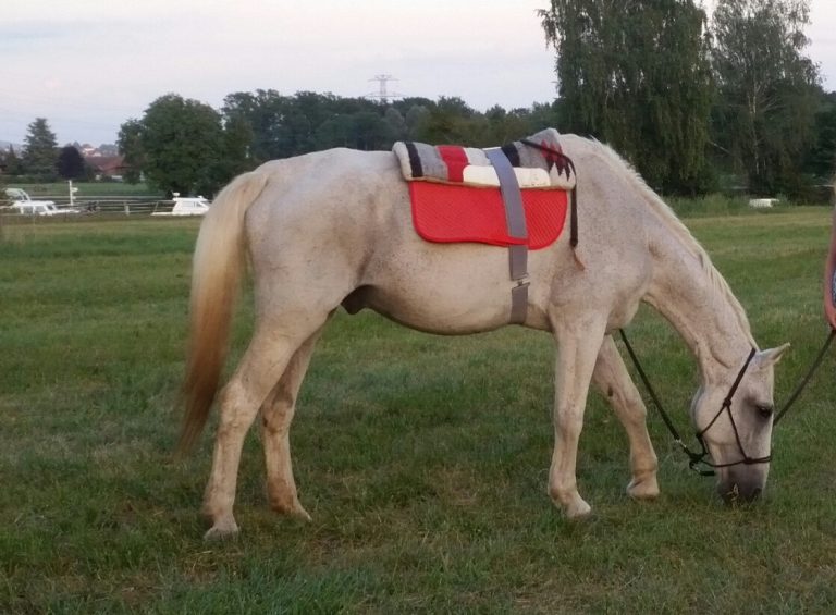 Wotan Randone erhält Hufrollendiagnose Grad 3 mit 10 Jahren – Heute 30-jährig und quicklebendig – Heike Veit im Weltexpress-Exklusivinterview