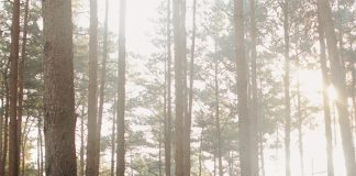 Kochen für Jäger und Sammler – Annotation zum Buch „Rezepte aus dem Wald“ von Jean-Francois Mallet