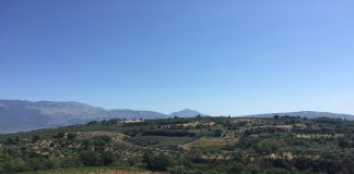 Kalabrien, Weinland der Antike, wächst kraftvoll zur erneuten Bedeutung heran