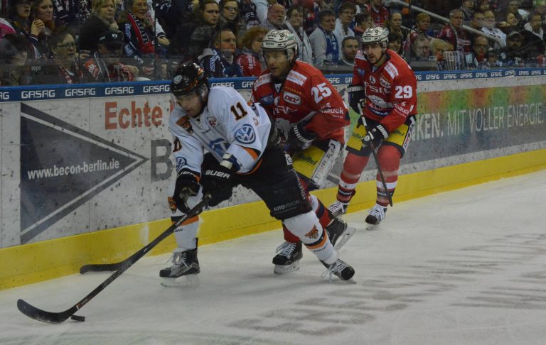 Bären-Derby: Grizzlys gegen Eisbären.
