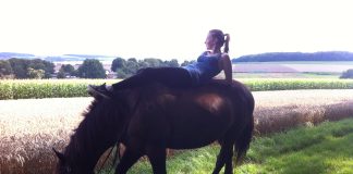 Warum Pferde mit dem Kopf wackeln