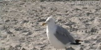 Auf der längsten Sandbank – Eine Jugendherberge auf Juist