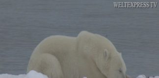 Eisbären an der Hudson Bay