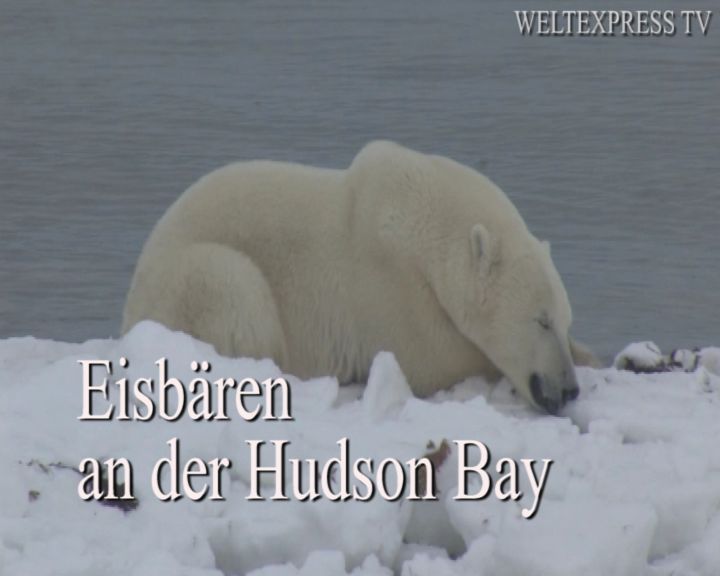 Eisbären an der Hudson Bay