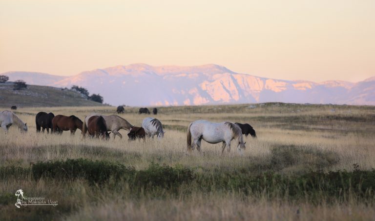 Wenn die Welt schläft, wachen die Wildpferde