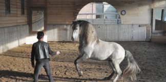 Über die Kunst des gebisslosen Reitens – Jossy Reynvoet im WELTEXPRESS-Exklusivinterview