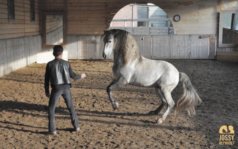 Über die Kunst des gebisslosen Reitens – Jossy Reynvoet im WELTEXPRESS-Exklusivinterview