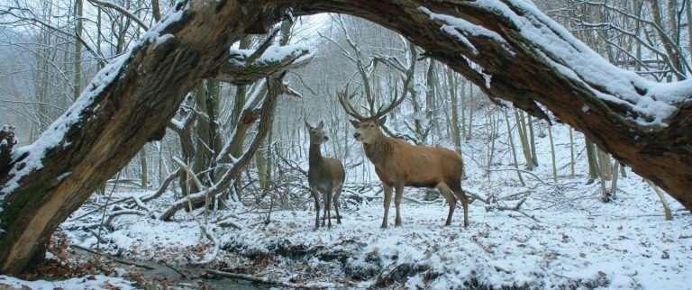 Berlinale – Seelenverwandte im Schlachthof – In “On Body and Soul” kommen sich zwei Menschen behutsam näher
