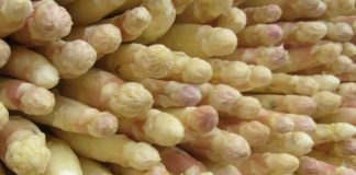 Beelitzer Spargel: Das königliche Gemüse hat wieder Saison – Und der vielbesuchte Spargel- und Erlebnishof Buschmann & Winkelmann blickt auf 20 erfolgreiche Jahre zurück