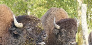 Büffel, Bären, Rodeos – Abenteuer im westkanadischen Alberta