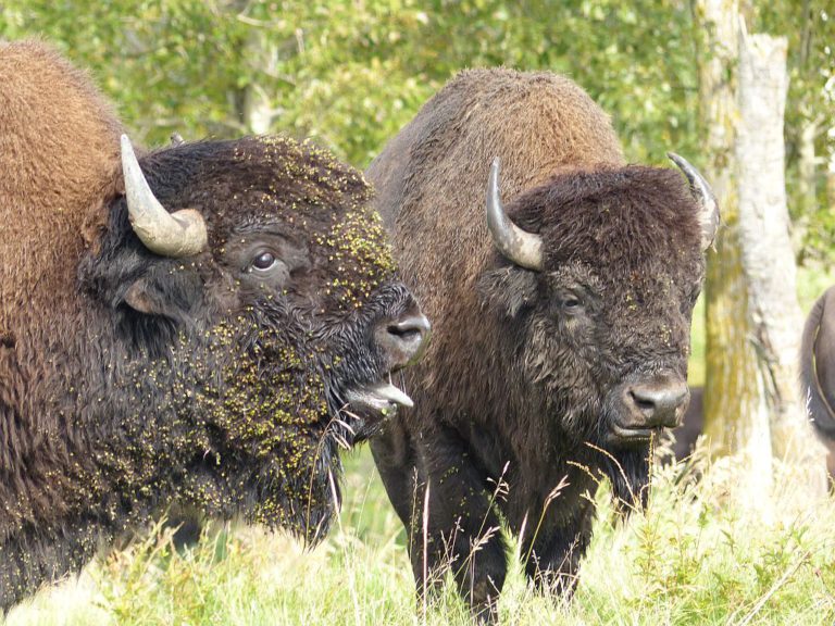 Büffel, Bären, Rodeos – Abenteuer im westkanadischen Alberta