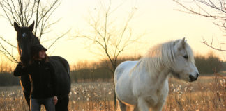 Über das Buch „Artgerechte Pferdefütterung“ von Maksida Vogt