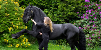 Christian Ahlmann, ein zweifelhaftes Aushängeschild des Deutschen Pferdesports? Dr. Kirsten Tönnies berichtet von ihrem Besuch beim internationalen Pfingstturnier der Reiter in Wiesbaden