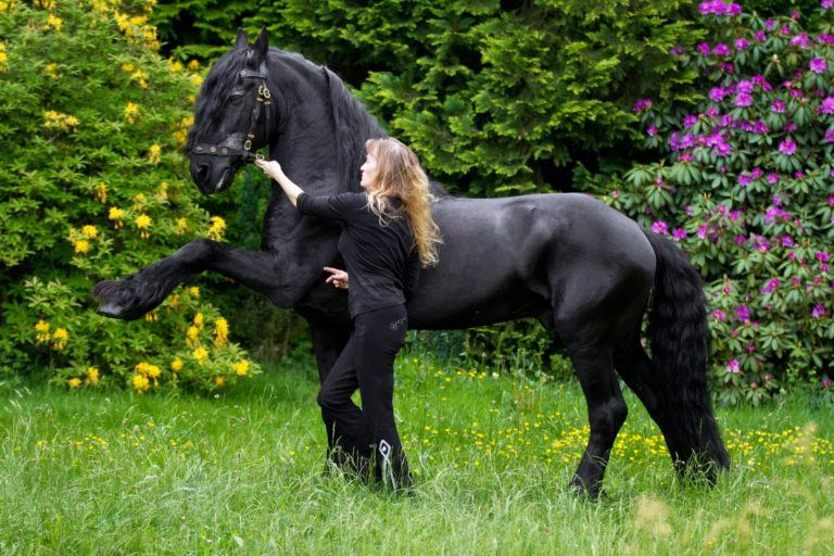 Christian Ahlmann, ein zweifelhaftes Aushängeschild des Deutschen Pferdesports? Dr. Kirsten Tönnies berichtet von ihrem Besuch beim internationalen Pfingstturnier der Reiter in Wiesbaden