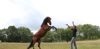 Pferdeflüsterer Uwe Weinzierl im Fernsehen oder „Das erst Mal tat’s noch weh“