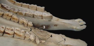 Über „Equine Welfare during Exercise: Eine kritische Einschätzung von Atmung, Atemlosigkeit und Zaumzeug“ von David Mellor und Ngaio Beausoleil
