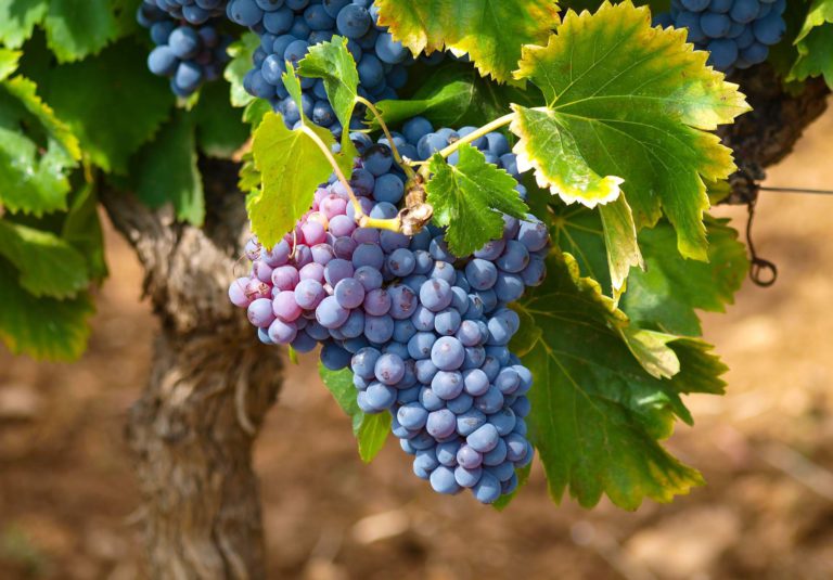 Weintrauben