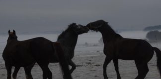 Schwarz-Grüne Regierung in Hessen schließt Landgestüt Dillenburg