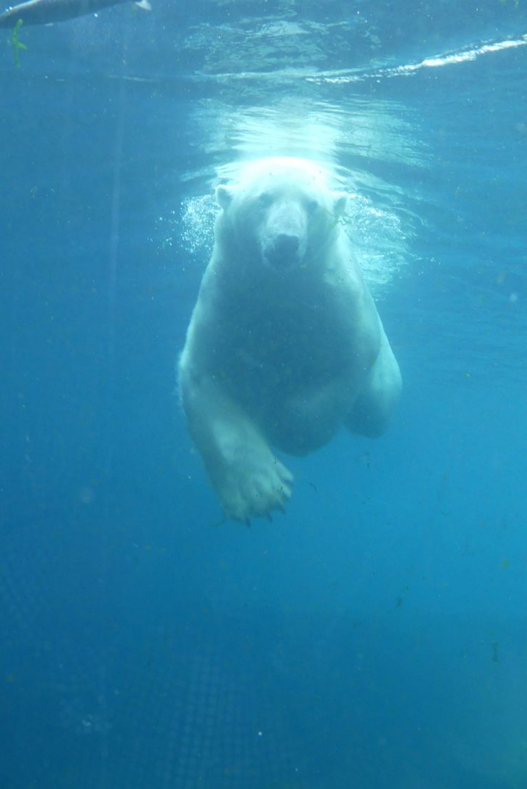 Sommerhitze ließ bei den Eisbären den Torinstinkt eintrocknen – Freundschaftsspiel der Berliner gegen HC Dynamo Pardubice im Welli