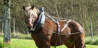 Wenn Traditionen Opfer fordern – Percheron der Augustiner-Brauerei stirbt auf Oktoberfest in München Percheron