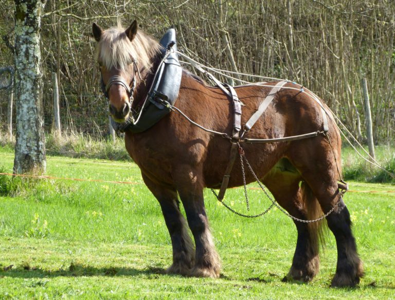 Percheron