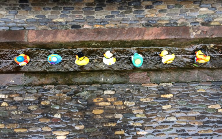 Freiburger Bächle mit Enten.