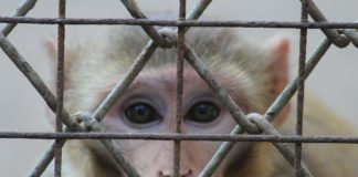 Die „Ehrenwerte Gesellschaft“ und das Gas – Über die „capi dei capi“ der deutschen Wirtschaft von Volkswagen, Daimler, BMW und Bosch Affe hinter Gittern (Symbolbild).