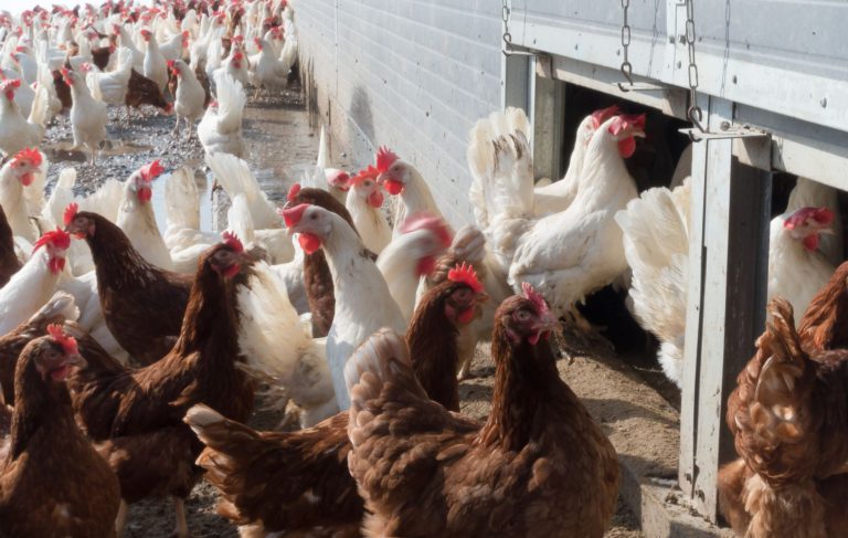 Hühner in der Massentierhaltung.