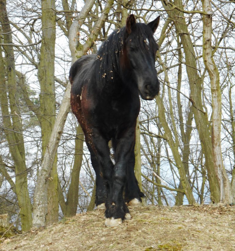 Fotoreportage: Hufpflege oder Zu Besuch bei Vaclav Vydra in Tschechien