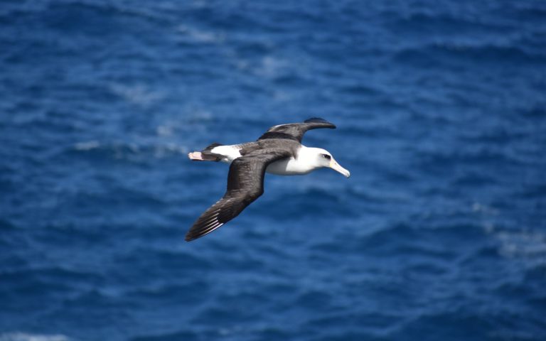 Albatross